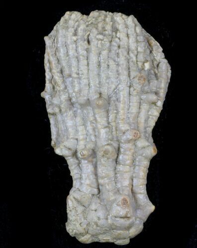 Detailed Fossil Crinoid (Dasciocrinus) - Alabama #58257